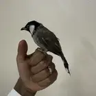 للبيع بلبول