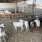 تيوس جذعان ذبايح