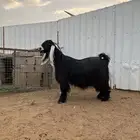 عنز عارضية صنف