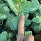 شتلات سدر بلدي نخب أول