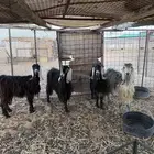 معزا
