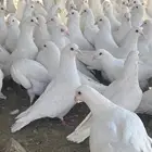 تم البيع الله يبارك لرعيه