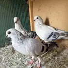 حمام