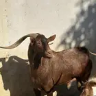 تيس بلدي فحل