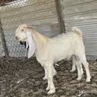 تيوس فواخر