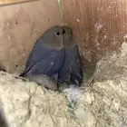 طيور روزات فروخ العدد 100 حبه