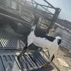 ماعز للبيع. تم البيع