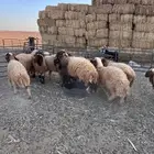 تيوس وطليان للبيع.