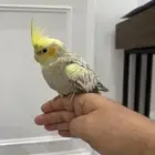كروان اليف