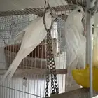 كروان ألبينو بعيون حمراء