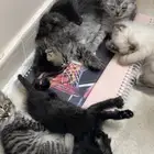 قطه