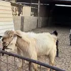 للبيع فحل عارضي شرط حار