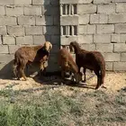 سواكن مرابي 4 شهور