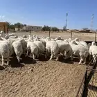 ( رخال جذعات دفيع مشروطة )