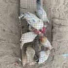 دجاج فيومي
