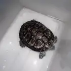 سلحفاه مائبه