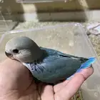 العرض فروخ روز غر الي يبغى تفريد او جمله ((تم البيع))