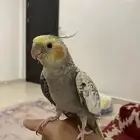 طائر كروان كوكتيل للبيع