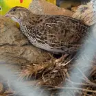 سمان للبيع حدود 150 حبه تم البيع خارج الموقع الله يبارك له