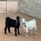 تم البيع تيس و جفرة