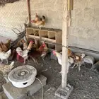 دجاج براهما وتركي