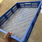 اشبوك فقاسه نظيفه