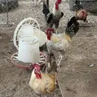 ديوك بلدي وفيومي