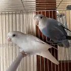 Beautiful Pair of Lovebirds for Sale   Healthy   Active