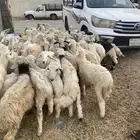 70 راس بهم حري