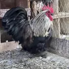 ديك كوشن