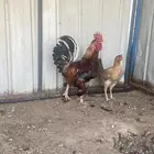 دجاج بلدي