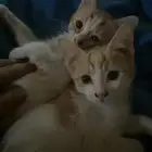 قطط للتبني