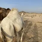 قعود لباني شحم ولحم على الحليب