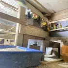 عصافير روز