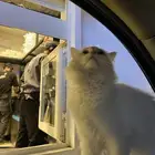 قطو شيرازي هادي جدا