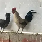 ديكه فيومي كفو كبار
