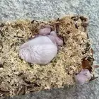 هامستر انثى مع اولادها