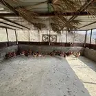 للبيع دجاج وحجل وحمام باكستاني