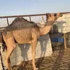 قعود سمين