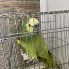 بغبغاء امزون بلوفرونتد