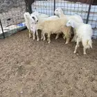طليان ورخال شمال ينبع