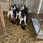 جفار