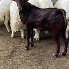 تيوس فحول جذعان شرط من جميع العذاريب
