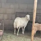 شاه رفد دافع