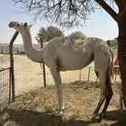 للبيع حقه قصب