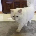 قط للتبني ذكر
