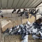 حمام مشكل وفيه قطايف