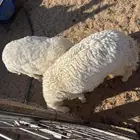 خروف ورخل حريات