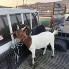 تيوس كفو للبيع