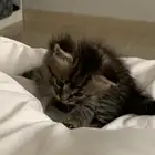 كيتن للبيع